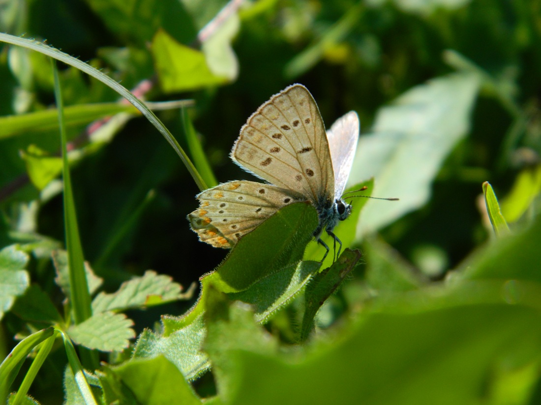 Polyommatus (Polyommatus) icarus, Lycaenidae